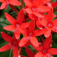 Pentas lanceolata (Forssk.) Deflers